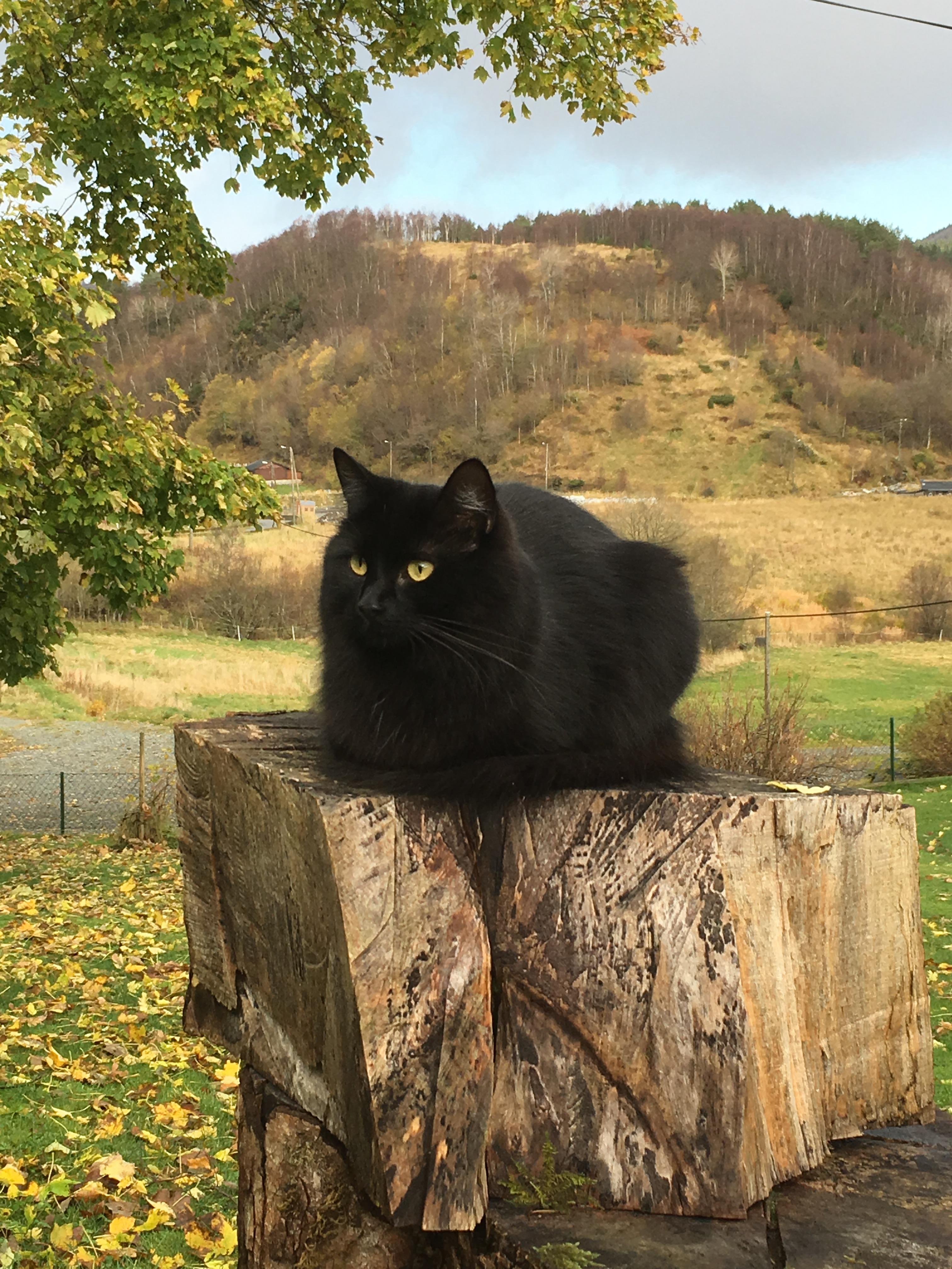 Hjortland Kattepensjonat Åsane Bergen